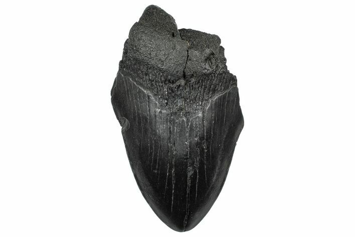 Partial Megalodon Tooth - South Carolina #332261